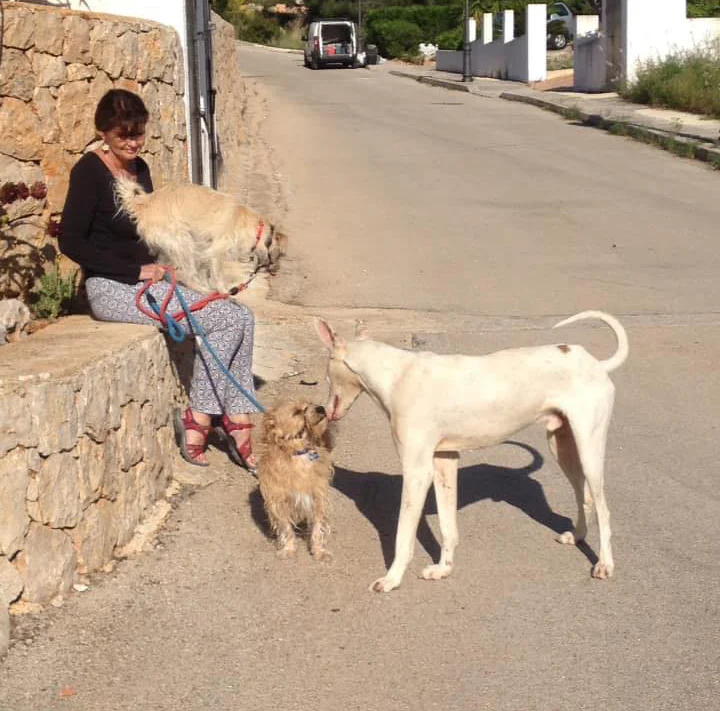 Pedro was very sociable with other dogs during his time on the streets. He wanted to join a family, he just wasn’t quite sure how to go about it.