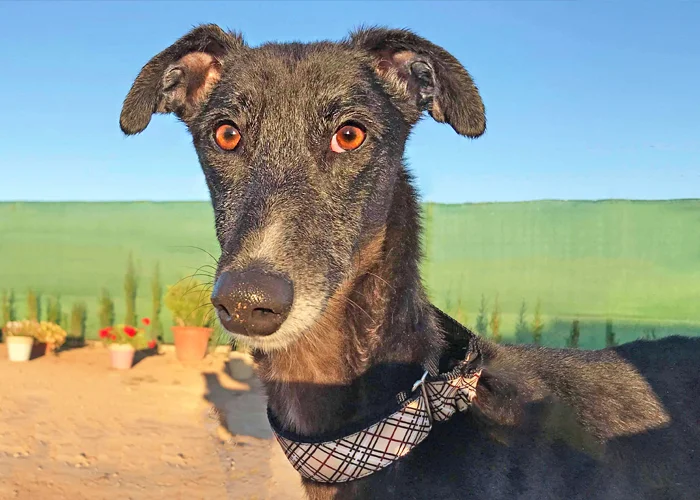 A close up of Alfred who is a white, fuzzy galgo avalible for adoption at Galgos del Sol.