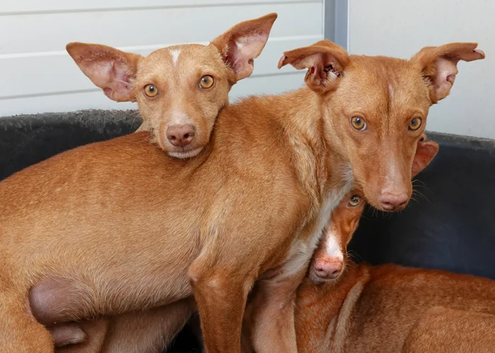 Left to right: Woody, Willis and Marion