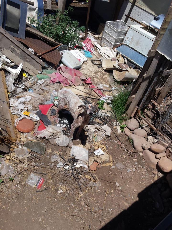 The site where Waffle and Pancake were rescued from.