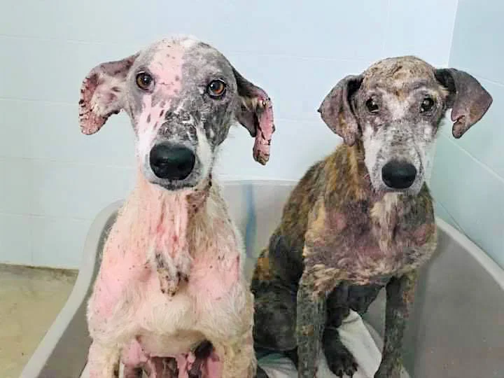 A week after rescue, their skin is healing and their eyes are brighter.