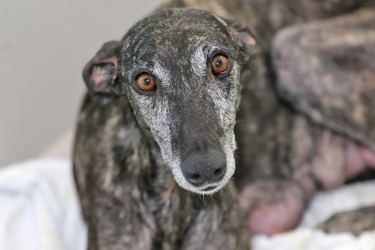 A close up of Alfred who is a white, fuzzy galgo avalible for adoption at Galgos del Sol.