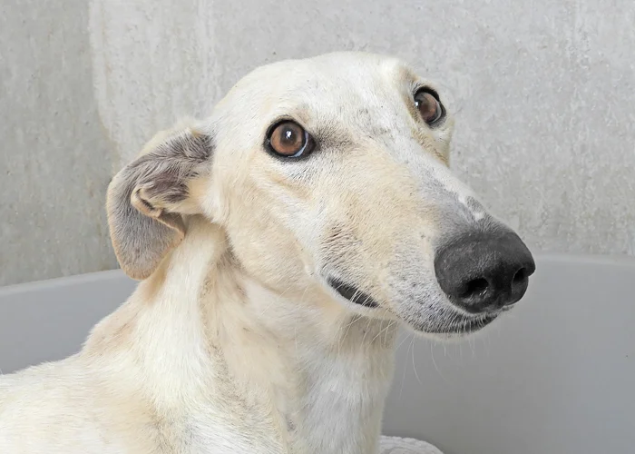 A close up of Alfred who is a white, fuzzy galgo avalible for adoption at Galgos del Sol.