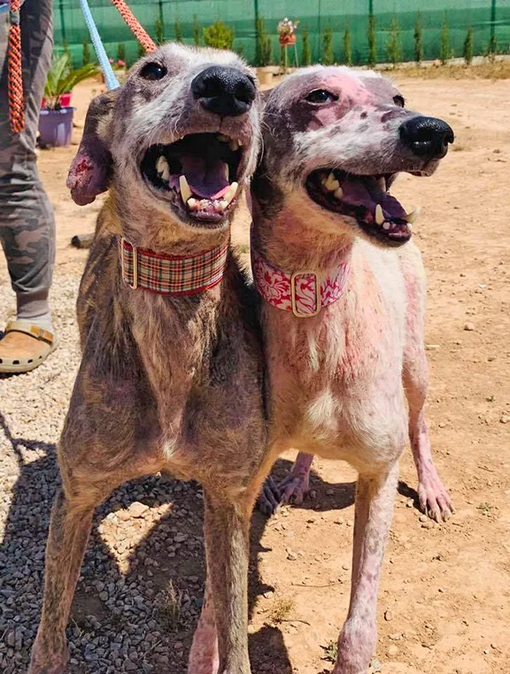 Look who’s healing and out on leads!