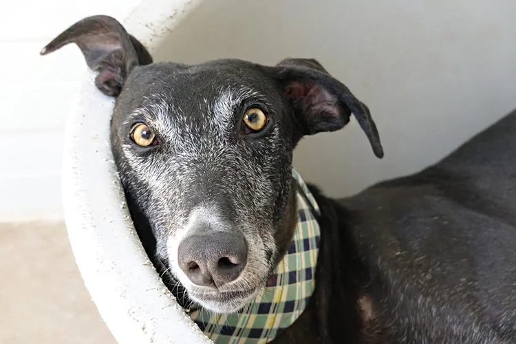 A close up of Alfred who is a white, fuzzy galgo avalible for adoption at Galgos del Sol.