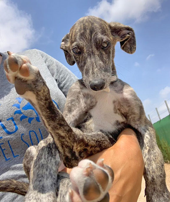 Leopardi loves being carried!