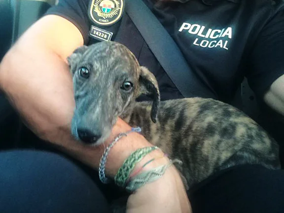 Leopardi on his way to GDS.