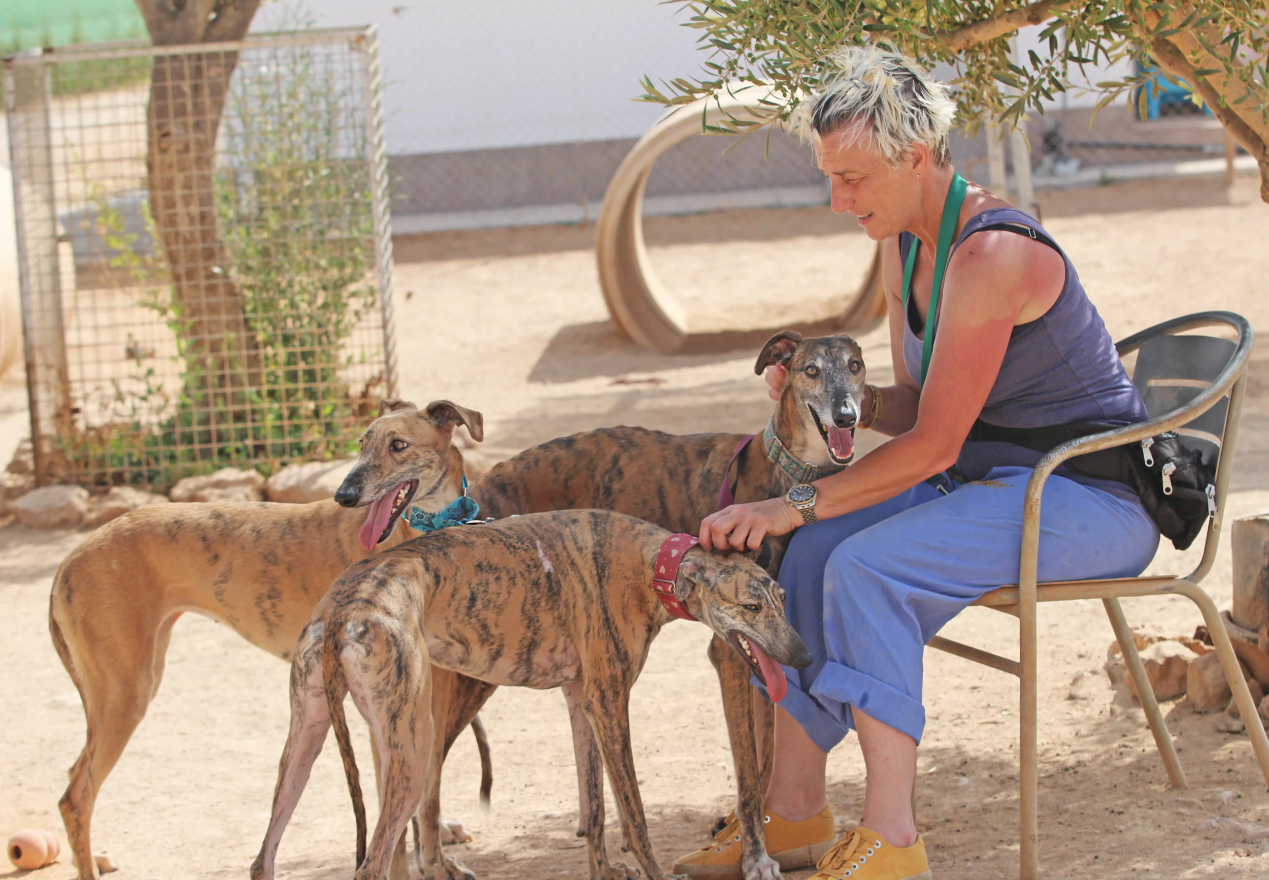 Volunteer Michaela loving on Campanero, Milagros and Sevillana!