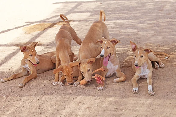 Darling, Tiger, Pan, Smee and Lily!