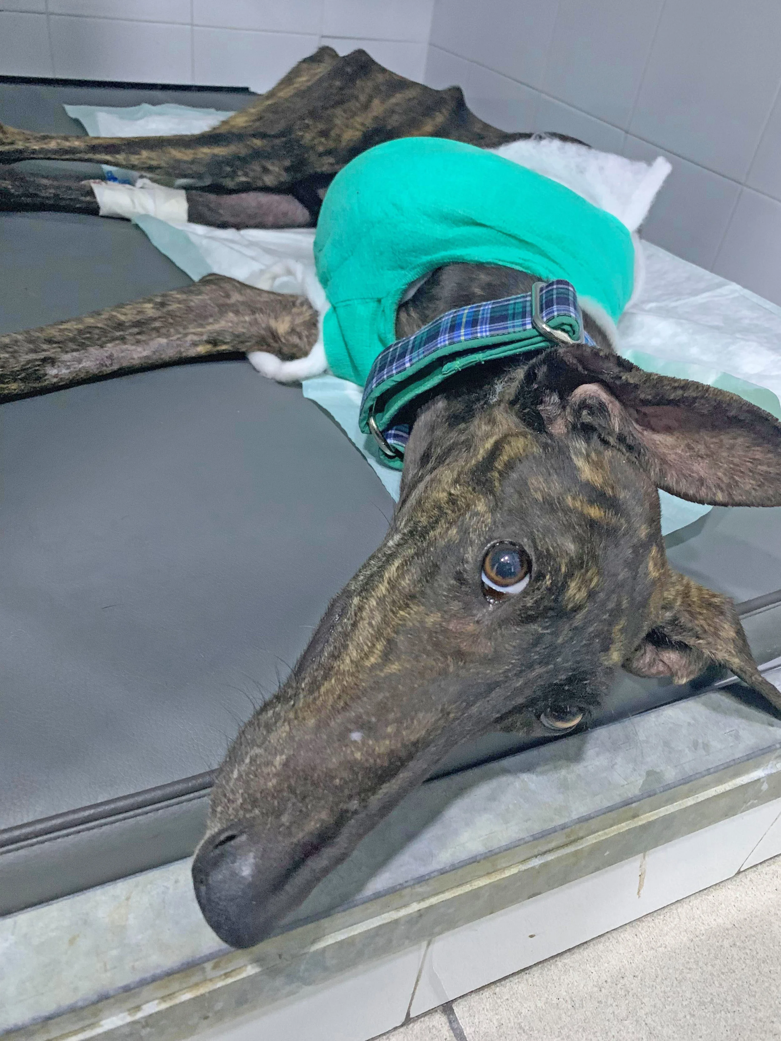 At veterinary hospital following amputation.