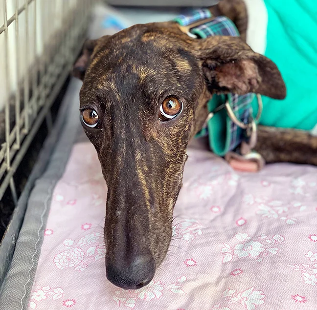 Recovering at the Solera’s home post surgery.