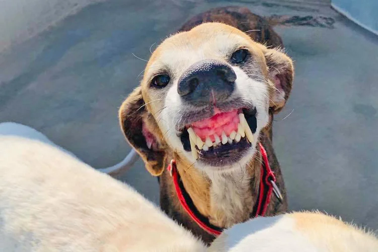 Full on smiles from Waffles!