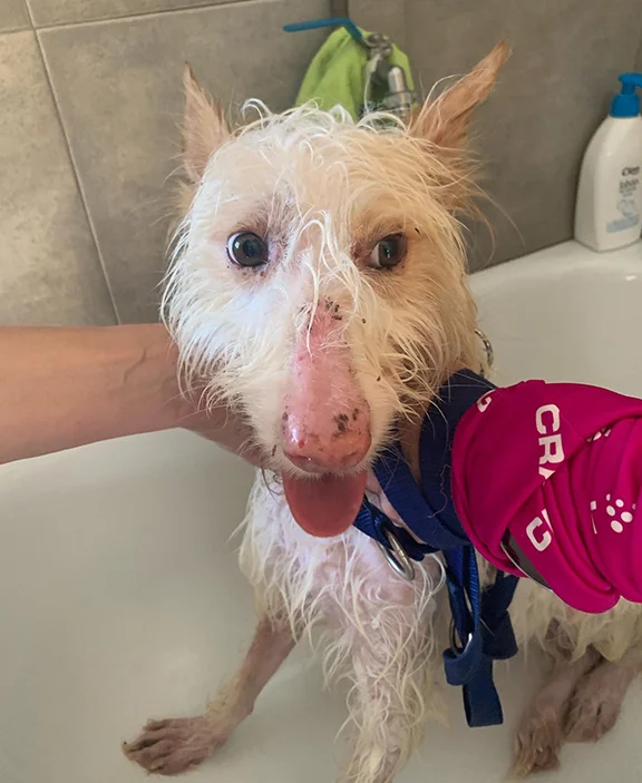 Elsa’s nose lesions during the end of her treatment. Her nose is now clear.