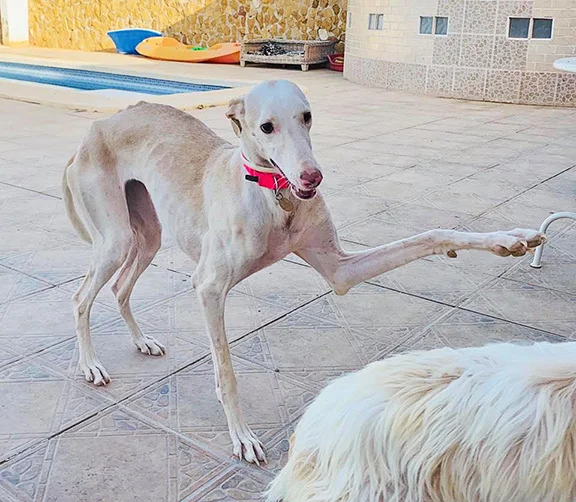 dream-leg.jpg