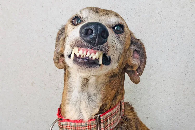 Waffles’ very best ADOPT ME photo!