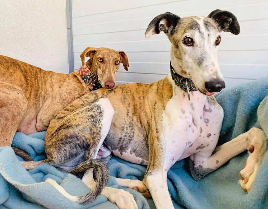 Merlin and his roommate Sara