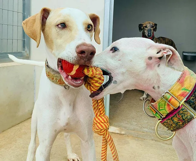 Suni and roommate Chelsey — play, play and more play!