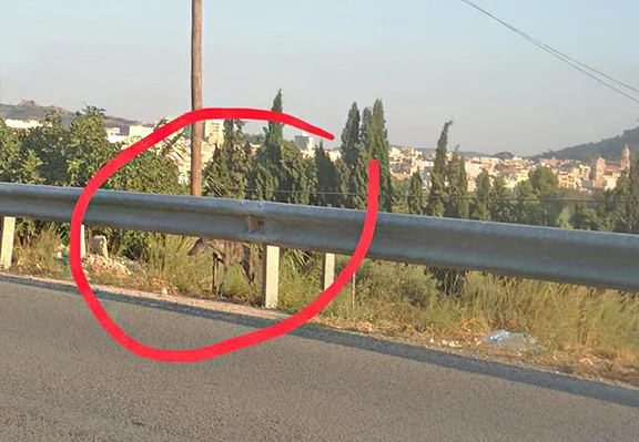 Larry on the roadside.