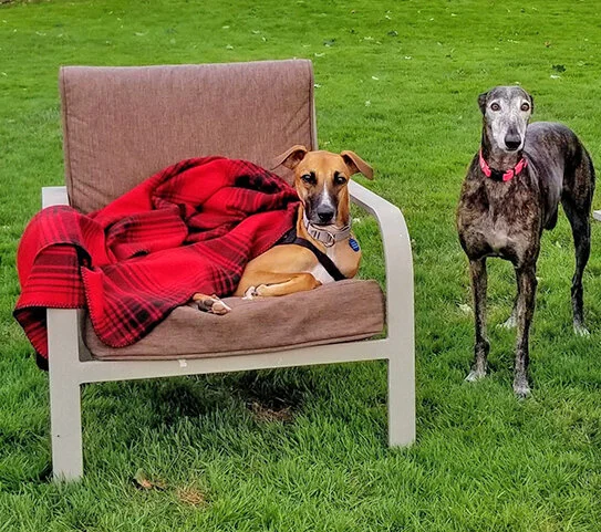 Rex really loves the chair and blanket combo!