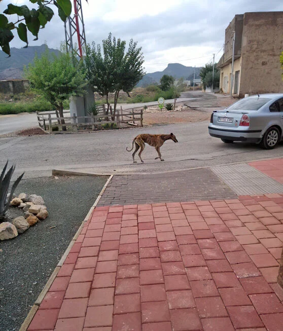 Arco living rough on the streets