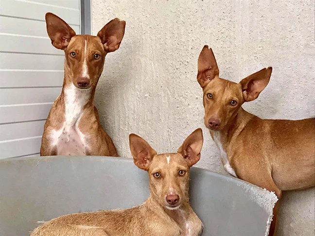 Left to right: Marion, Woody and Willis