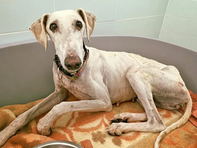 First day at GDS in the quarantine kennels.