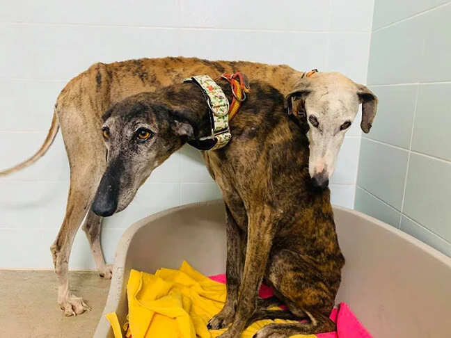 Daisy and Dandelion in the GDS quarantine kennels.