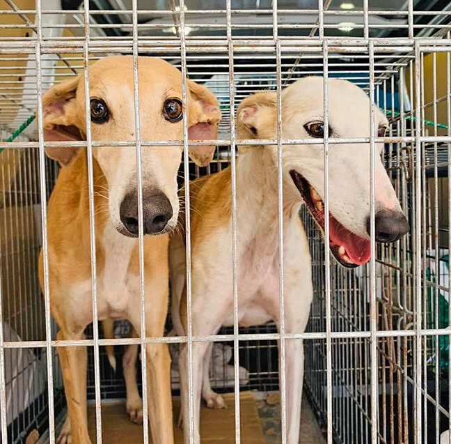 Sancho and Senda on their way to GDS!