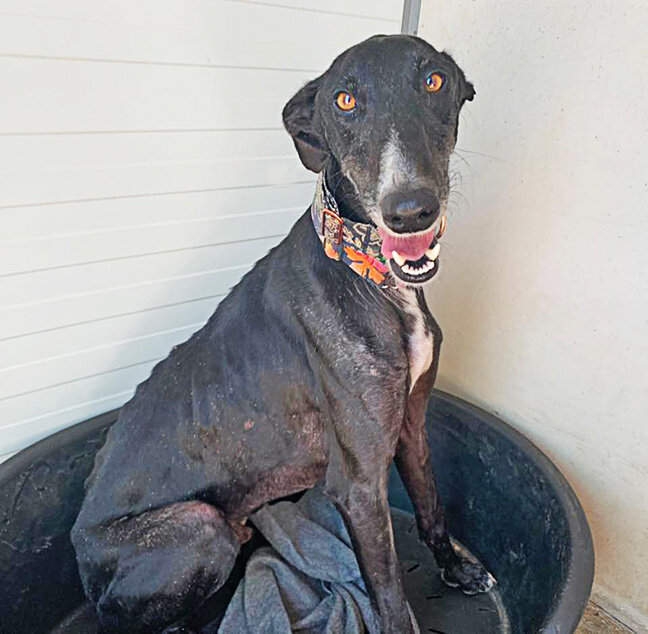 Highway in the GDS quarantine kennels. He looks very happy to be no longer dodging traffic!