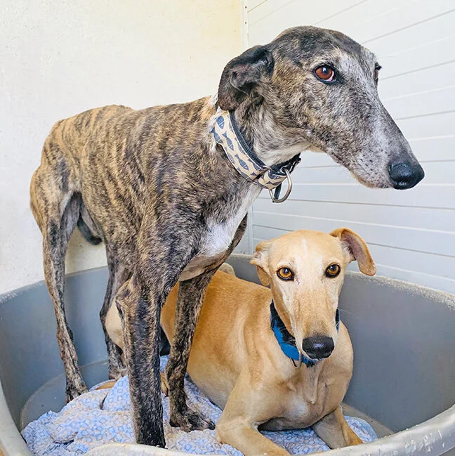 Canela with roommate Sufhi