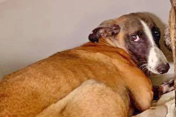 First day at GDS in the quarantine kennels.