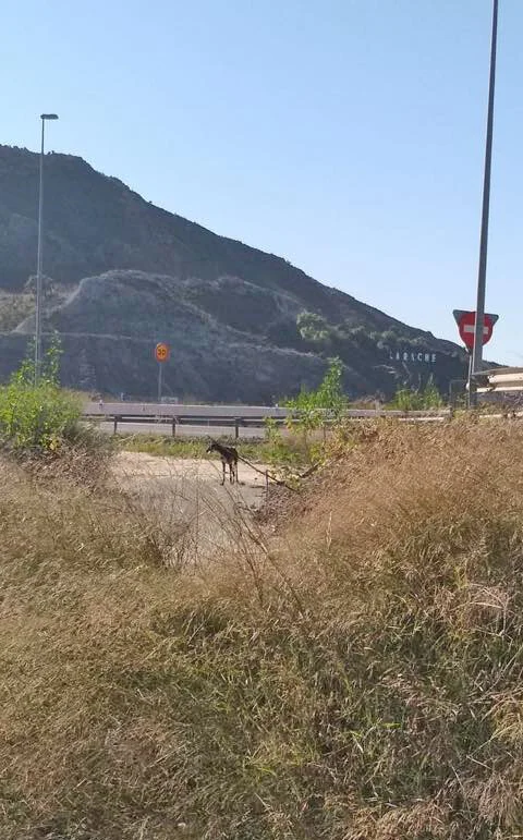 Tomato spotted near highway.