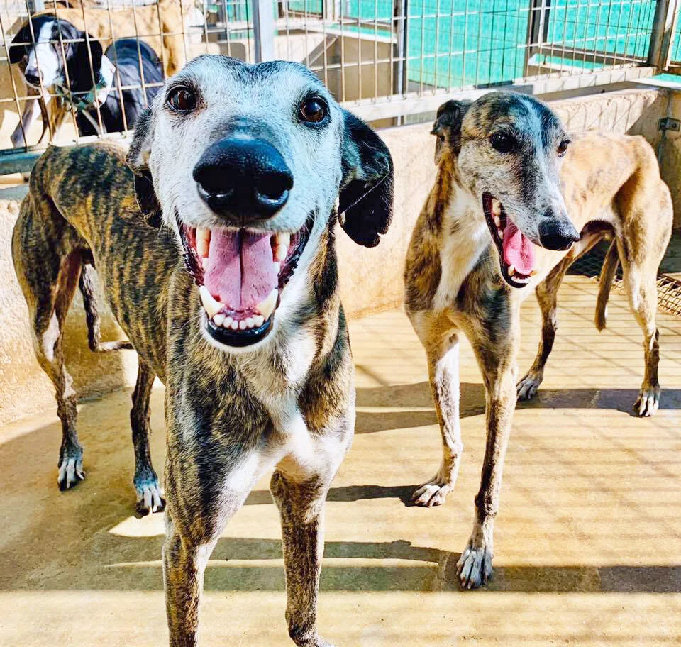 Berlin and Oslo looking very pleased with their new digs on their first day at GDS!