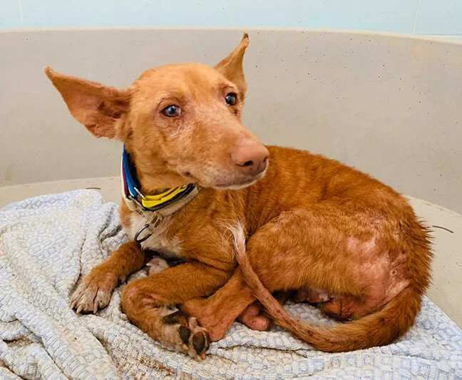 In GDS quarantine kennels.