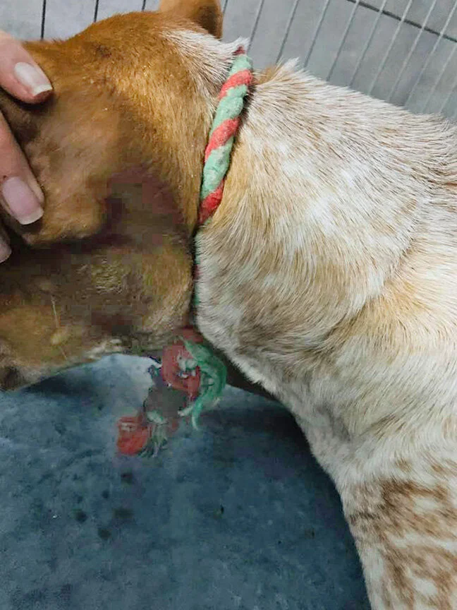 Shows how deeply embedded the rope was.