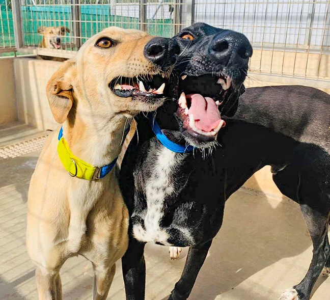 Canada and Ontario hamming it up for the camera!