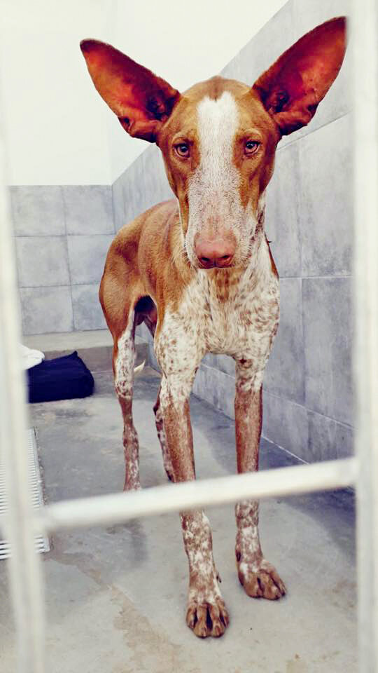 Fleck in GDS quarantine.