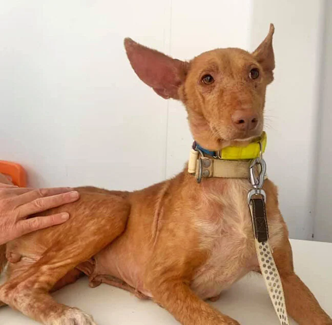 At the vets being examined for her surgery.