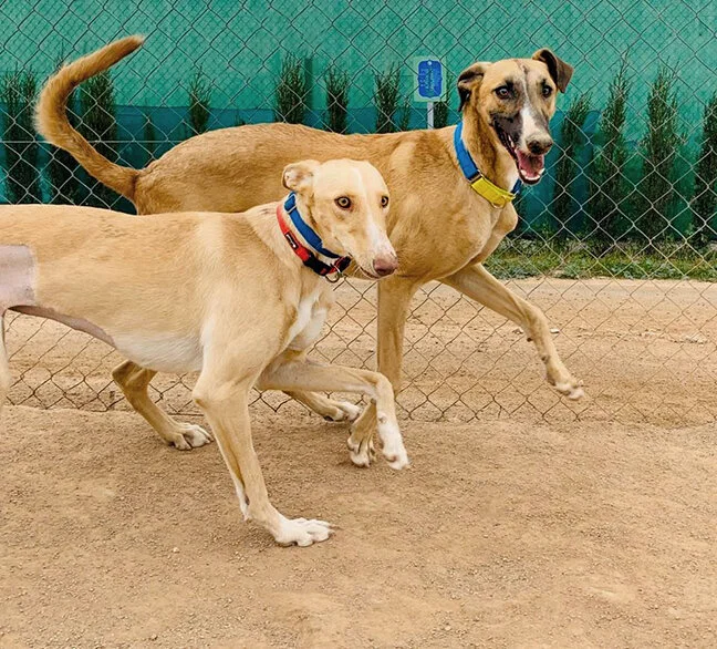 Making mischief in the exercise yard!