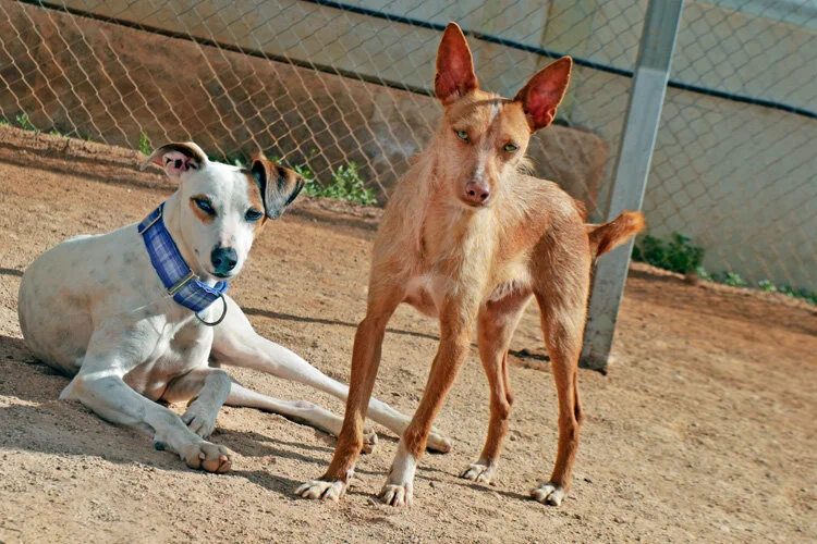 Woody relaxing with Perdita.