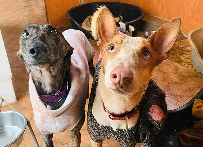 Violeta and Wella hoping for treats!