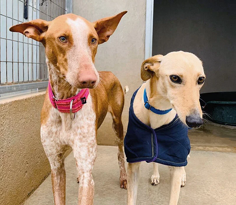 Fleck and his roommate.