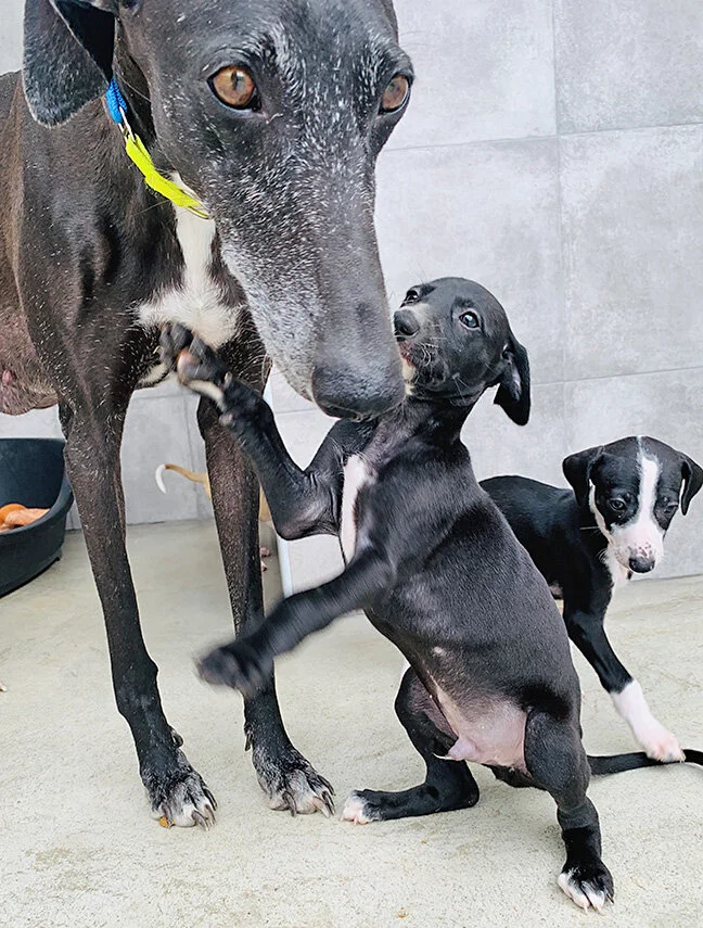 cooper and mom.jpg