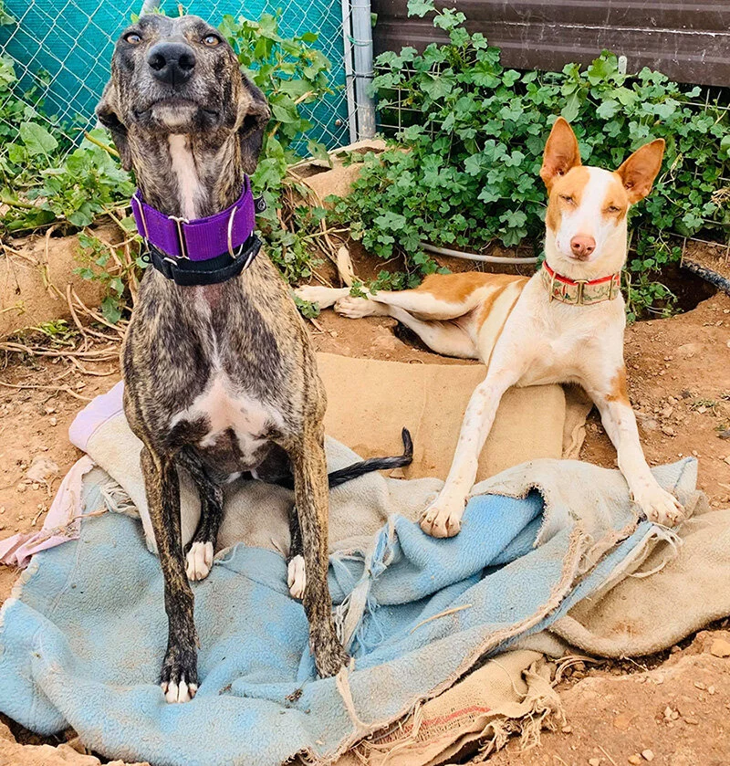 Violeta and Wella hanging out.
