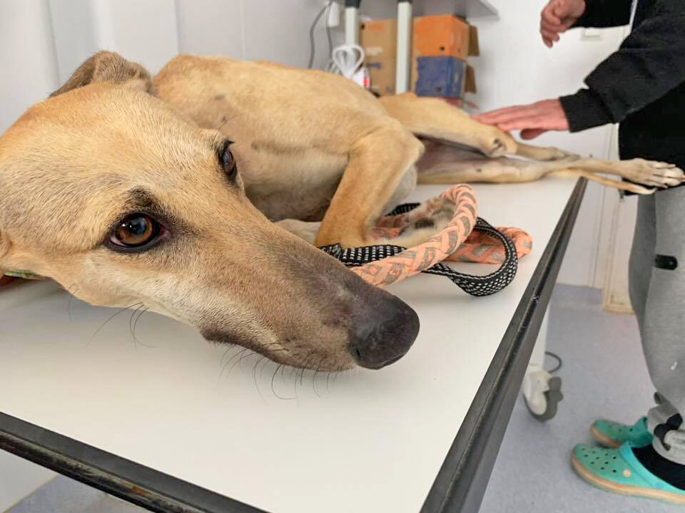 Examination at the vets.