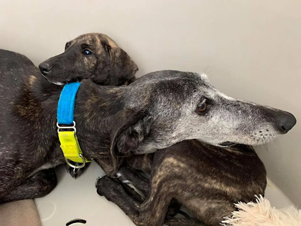 abbey leaning on pup.jpg