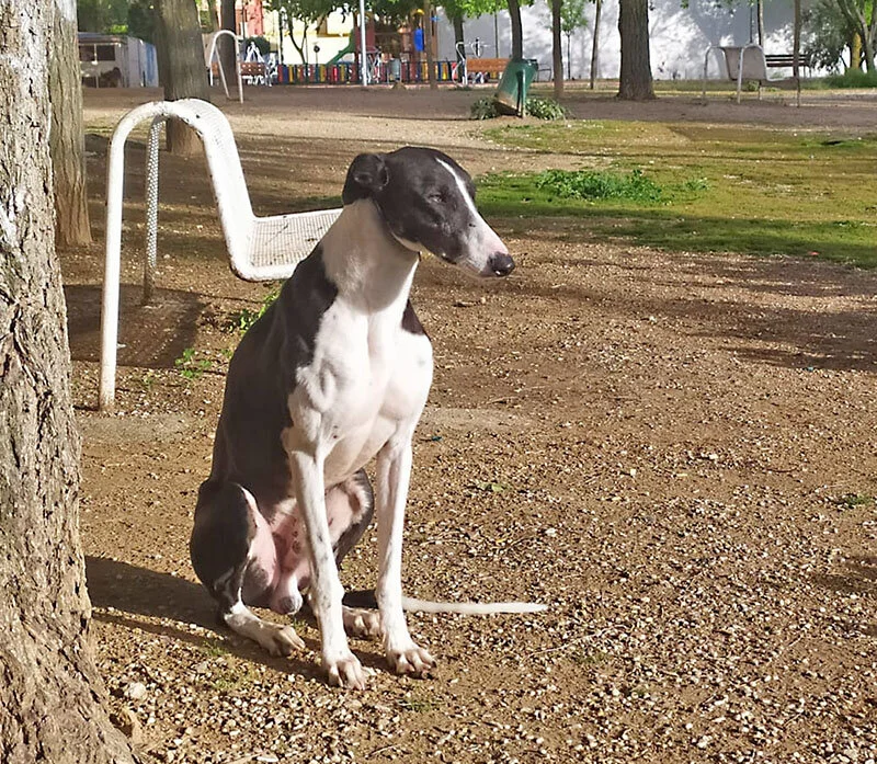 Avoiding capture on the streets.