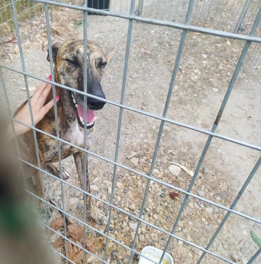 Swirl looking very pleased to be caught.