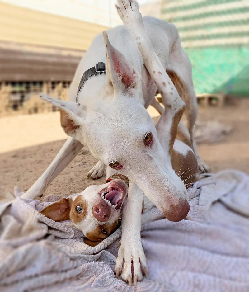Wella loves to play — having a tussle here with Hadley.