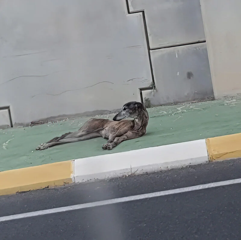 Found lying on side of the road.